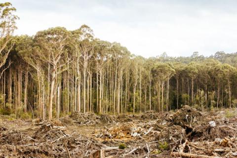 A native forest with the trees felled in the foreground
