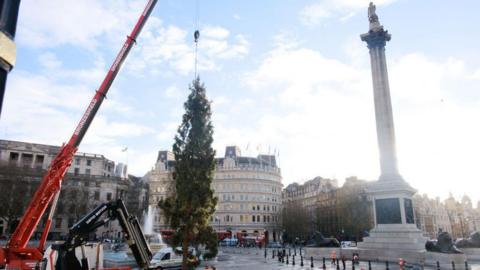 Christmas tree being put up in Trafalgar Square