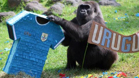 a gorilla holding a blue piñata in the shape of a Uruguay shirt next to a cardboard painted sign that says Uruguay.