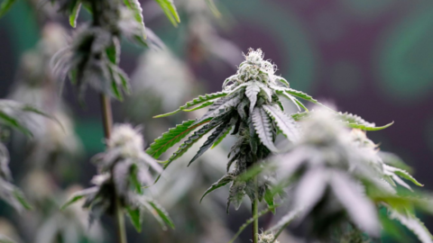 The image shows a close‑up of cannabis plants. The focus is on one plant in the centre, which has a dense cluster of leaves. The leaves are narrow with serrated edges, and the plant has a tall, thin stem. More cannabis plants appear in the background, slightly blurred.