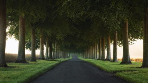 An avenue of tall beech trees disappear into the distance either side of a tarmac road with grass verges and a hint of the bright sunshine beyond the tree canopy which shelters the entire road