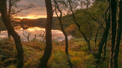 A sunset over a Scottish loch viewed through trees with beautiful hues of gold and green