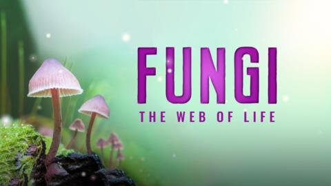 Fungi: The Web of Life