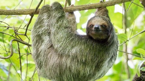 A sloth dangling from a branch in a jungle with green leaves behind it.