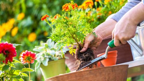 A gardener pots a flowering plant 