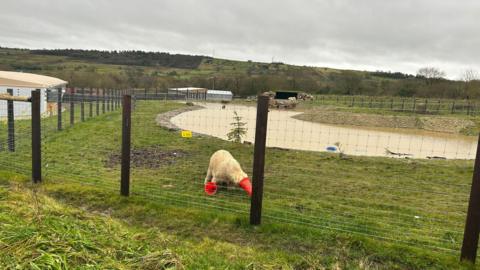 Polar bear with a traffic cone at Peak Wildlife Park