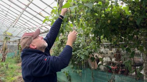 A man in a blue hoodie and a baseball cap stands in a greenhouse, reaching up to pick gooseberries from a plant taller than he is.
