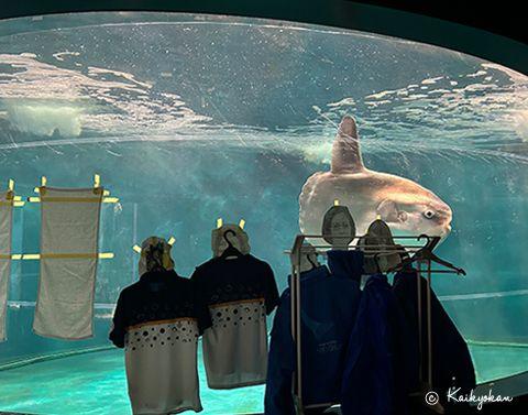 a sunfish in a tank with staff uniforms and pictures of faces on the wall to cheer it up