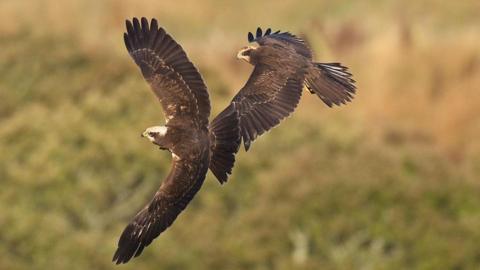 Two Marsh harriers, one behind the other in flight, wings extended with a blurred background of land. 