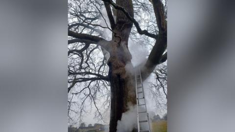 An oak tree with smoke coming from it and a ladder leaned across a thick branch