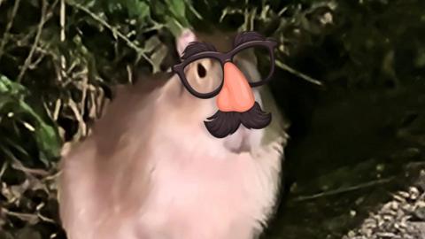 Photo of a capybara with a cartoon moustache and glasses