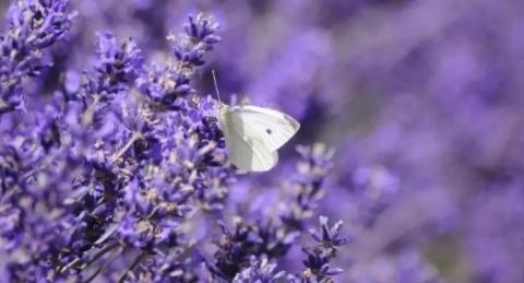 A bunch of lavender with a white butterfly perched on top