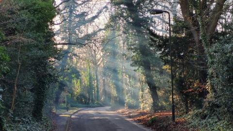 Sun rays shine through trees which line a road through a wood