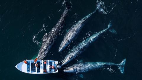 Four whales surrounding a fishing boat in the middle of the ocean.