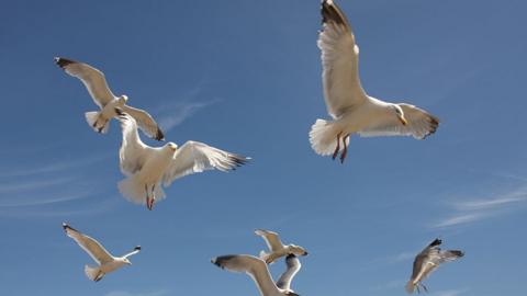 A number of seagulls hovering against a bright blue sky