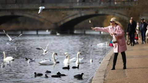 A woman feeds the birds at Hyde Park