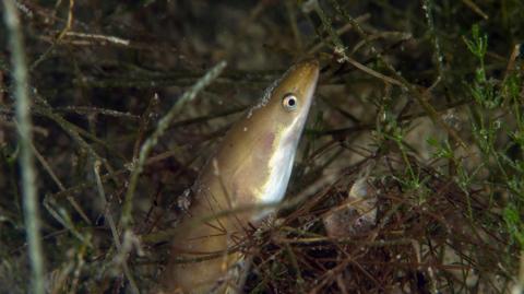 An eel poking its head out from underwater foliage 
