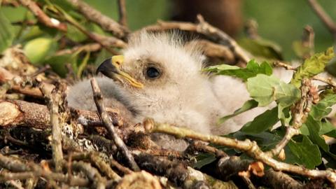 A baby buzzard in a nest.