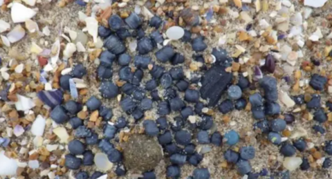 A close-up overhead view of dozens of small black pellets on a beach
