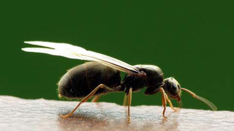 Close up of flying ant