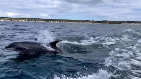 A dolphin breaching the waves off the coast of Bridlington