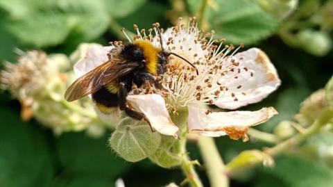 A bee on a flower, trying to get to the pollen, with plants blurred behind. 