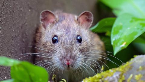 A close up of a cute-looking rat surrounded by leaves