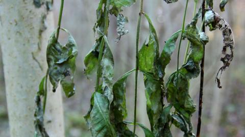 Ash Tree with wilting leaves in woodland which shows the symptoms of the deadly ash dieback