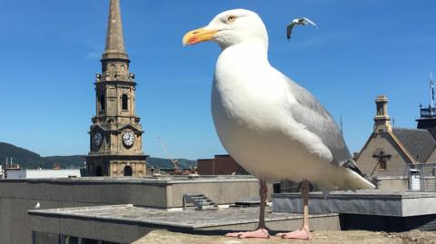 A gull perched on a rooftop overlooking Inverness city centre.