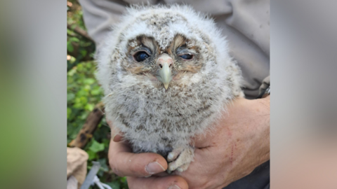 A grey/white tawny owl chick being held by a person