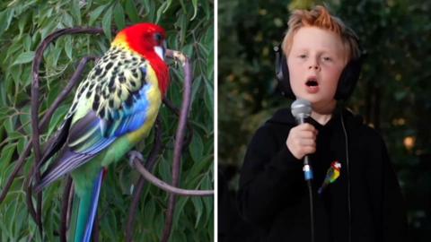 A composite image of an Eastern Rosella and a little boy singing
