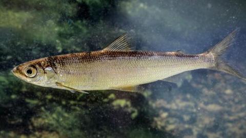 Small silvery green fish with large eyes