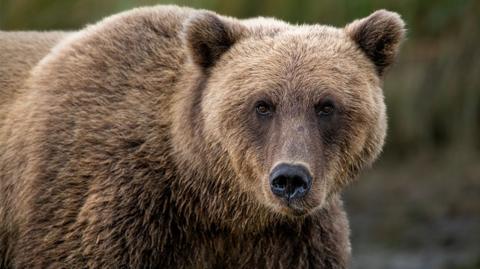 a brown bear close-up.