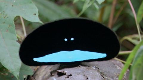 A make bird of paradise dances for a female bird.