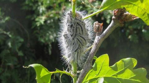 The caterpillars swarming over each other on a branch. They have long white hairs across their bodies.