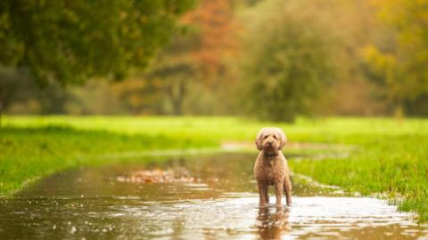 A small brown dog with a collar stands in a large pulddle. It is rainining and rain drops can be seen splashing. Either side of the puddle that appears to be on a path is green grass. In the distance you can see trees that are starting to go brown. 