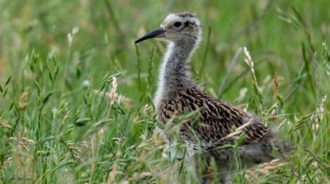 A Curlew chick about half grown, located in Upper Thames. It is stood in a grassy area and is a brown colour. 
