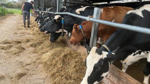 General view of cows feeding on a farm 