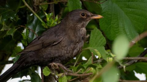 A brown nightingale on a branch in a tree, looking to the right-hand side of the frame. 