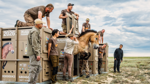 A horse leaps from a crate as the door is held open by smiling conservation workers. Several other horse crates stand beside it on a grassy plain.