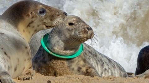 A seal with a plastic ring round its neck