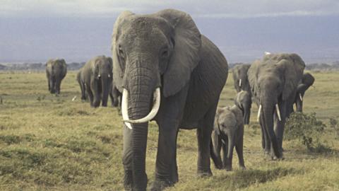 A herd of grey elephants, including a calf, walk towards the camera