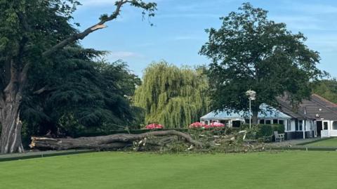 Part of a large tree can be seen on a bowling green at Victoria Park, Leamington Spa