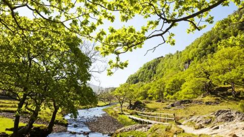 Borrowdale. Trees and a stream running though them.