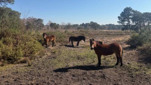Three small brown ponies graze between gorse and pine trees on Upton Heath