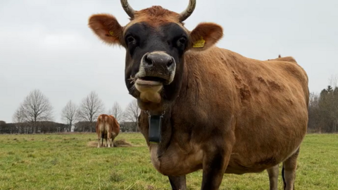 Brown cow with horns chewing straw in a grassy field. Another brown cow is in the background with its head facing away from the camera. It's looking down at a small pile of straw in the grass