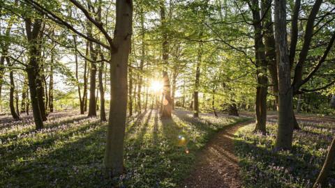 A low sun shining through the trees in a forest. There are bluebells on the ground underneath the trees.
