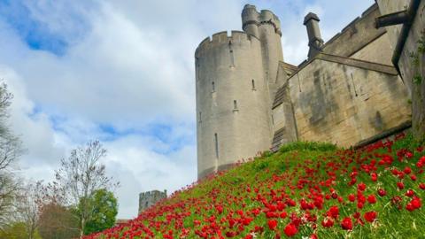 Red tulips on a hill at the base of Arundel Castle with blue, cloudy sky behind