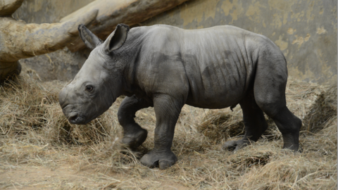 A rhino calf is seen standard on straw in it's enclosure. 