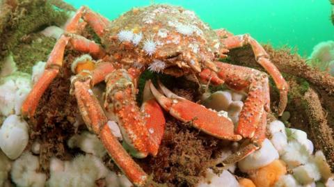 A spiny spider crab on part of the reef underwater at Cromer. It has long orange shelled legs.
